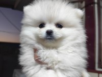 Pomeranian boo köpeğimiz