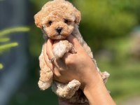 Kilo Garantili 0 Boy Kore Kan Maltipoo Köpekler