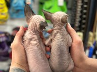 EN SAF EN TÜYSÜZ EN SAĞLIKLI SPHYNX YAVRULAR