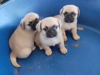 Pug yavrumuz