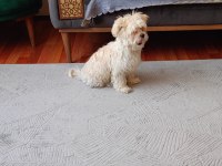 3 aylık erkek maltipoo pet eğitimli