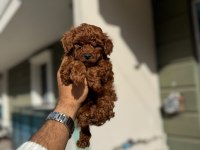 Sevimli Toy Poodle