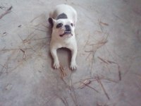 French bulldog köpeğimiz
