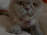 Lesley 6 Yaşında Dişi Scottish Fold Ücretsiz