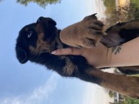 Üst kalite rottweiler yavrular