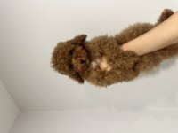 Toy Poodle Red Kore Kan