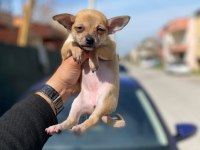 Sağlık Ve Irk Garantili Pinscher Yavrularım