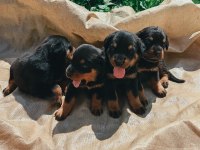 Koca Kafa Rottweiler