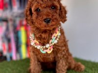 Premium Toy Poodle Tuvalet Eğitimli