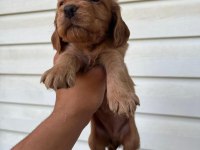 A kalite cocker bebekler