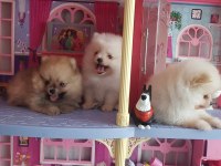Pomeranian Boo