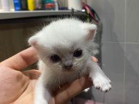 Sevimli british shorthair yavrular sıcak yuvalarını arıyor