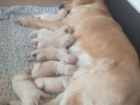 A+ Kalite Golden Retriever Yavrular 81 ile Gönderim Mevcut