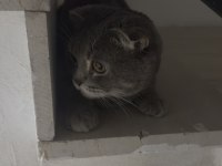 Scottish fold cinsi erkek kedi Diyarbakır