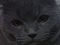 British shorthair 1.5 yaşında kısır değil