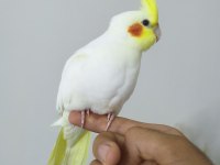 3 aylık sultan papağanı sağlıklı lutino tür