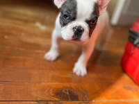 French bulldog varsa daha iyisi o da annesi