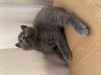 British Shorthair Topidik Yeni Yuvasını Arıyor