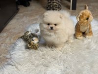 Pomeranian Boo Yavruları