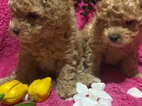 Efsaneler geldi poodle