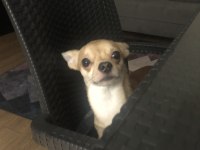 1.5 yaşında erkek chihuahua