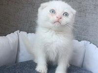 Kar beyaz ve lilac scottish fold yavrular