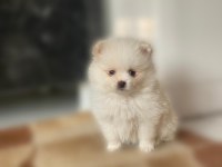 Yeni yuvasını arayan dişi ve erkek pomeranian