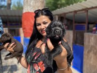 Çikolata labrador yavrularım