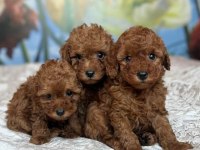 Toy Poodle Yavru Köpeklerimiz