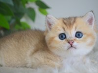 Golden British Shorthair Yavrularım
