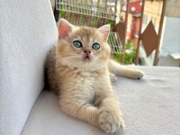 British Shorthair Ny11 Golden Yavru