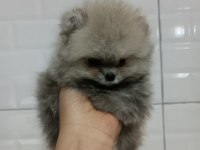 Orjinal ayı surat pomeranian boo yavrularımız