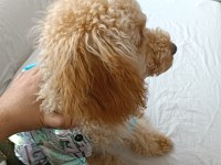 WC EĞİTİMLİ 6 AYLIK TOY POODLE ŞANS