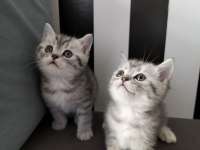 British shorthair silver tabby yavrular