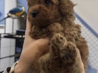 Toy Poodle Köpeği