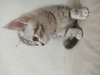 1 erkek ve 1 dişi british shorthair yavrularım