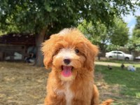 MALTİPOO ERKEK RED