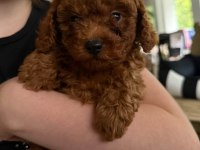 Veteriner Kontrollü Toy Poodle Yavrularımız