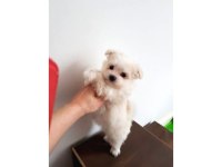 Mini boy maltese bebeklerimiz 