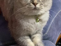 Scottish fold
