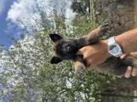 Mükemmel malinois köpekler
