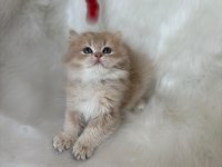 ŞAMPİYON KAN HATTINDAN BRITISH LONGHAIR CY11 ERKEK