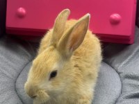 CÜCE NETHERLAND DWARF TAVŞANLAR