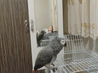 Full evcil 1.5 yaş el besleme jako papağanı