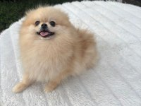 Yetişkin A kalite pomeranian boo