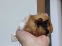 Evcil 3 adet yavru guinea pig ele alıştırmaya uygun