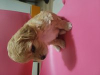 Yeni ailesine gitmek isteyen maltipoo çocuklara sıcak yuva