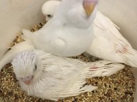 KONUŞAN BEBEK MUHUBBET KUŞLARI ELİMZDE HERZAMAN MEVCUTTUR