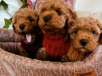 Kıvır Kıvır Orjinal Poodle Minişlerim