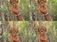 Mersin poodle yavrumuz